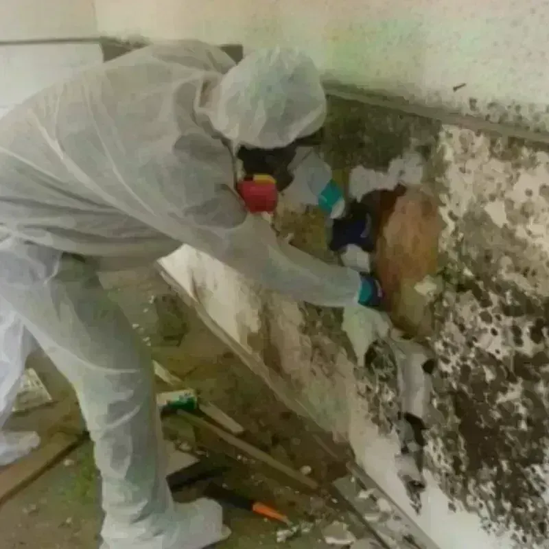 Mold Remediation and Removal in Cordova, NC